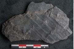 Foto (Detailansicht) von Flabellaria sublongirhachis Ettingshausen (NHMW-GEO-2024-0188-10245)